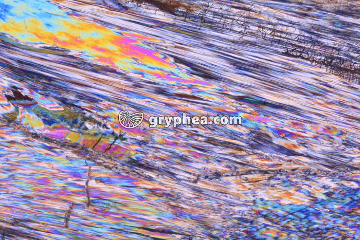 Gypse LPA x3,5 - gryphea.com